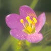 flor