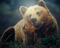 Oso pardo