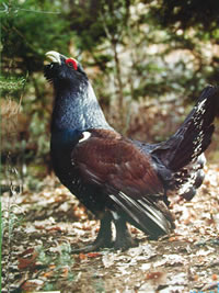 Urogallo